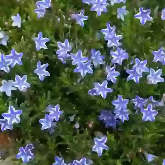 Lithodora diffusa Blue Star Purple gromwell